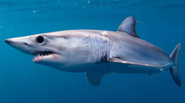 Australia heads world table for fatal shark attacks